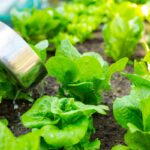 como plantar alface em casa