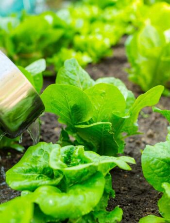 como plantar alface em casa